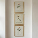 "Bloom, unfold, soften." — Vintage Peony Print Set of 3, Soft Botanical Grandmillennial Gallery Wall (Digital Download)